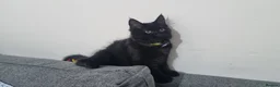 Turkish Angora cats for sale: Sweet, Friendly Kitten Ready Now - Advert 13