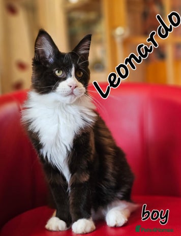 Maine Coon cats in Northampton - Advert 1