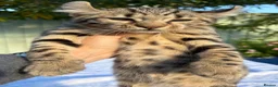 Keetso cats for sale: Awesome rare silver polydactyl female  - Advert 3