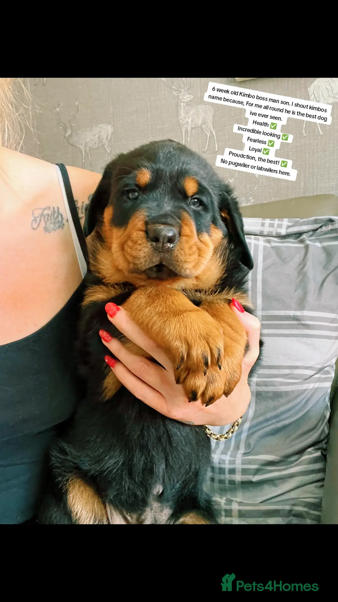 Rottweiler dogs for stud: The legendary KIMBO BOSS MAN. Serbian import KC! in Leicester - Advert 9