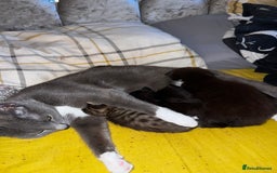 Mixed Breed cats for sale: 4 Russian Blue X Norwegian Forest mix kittens - Image 11