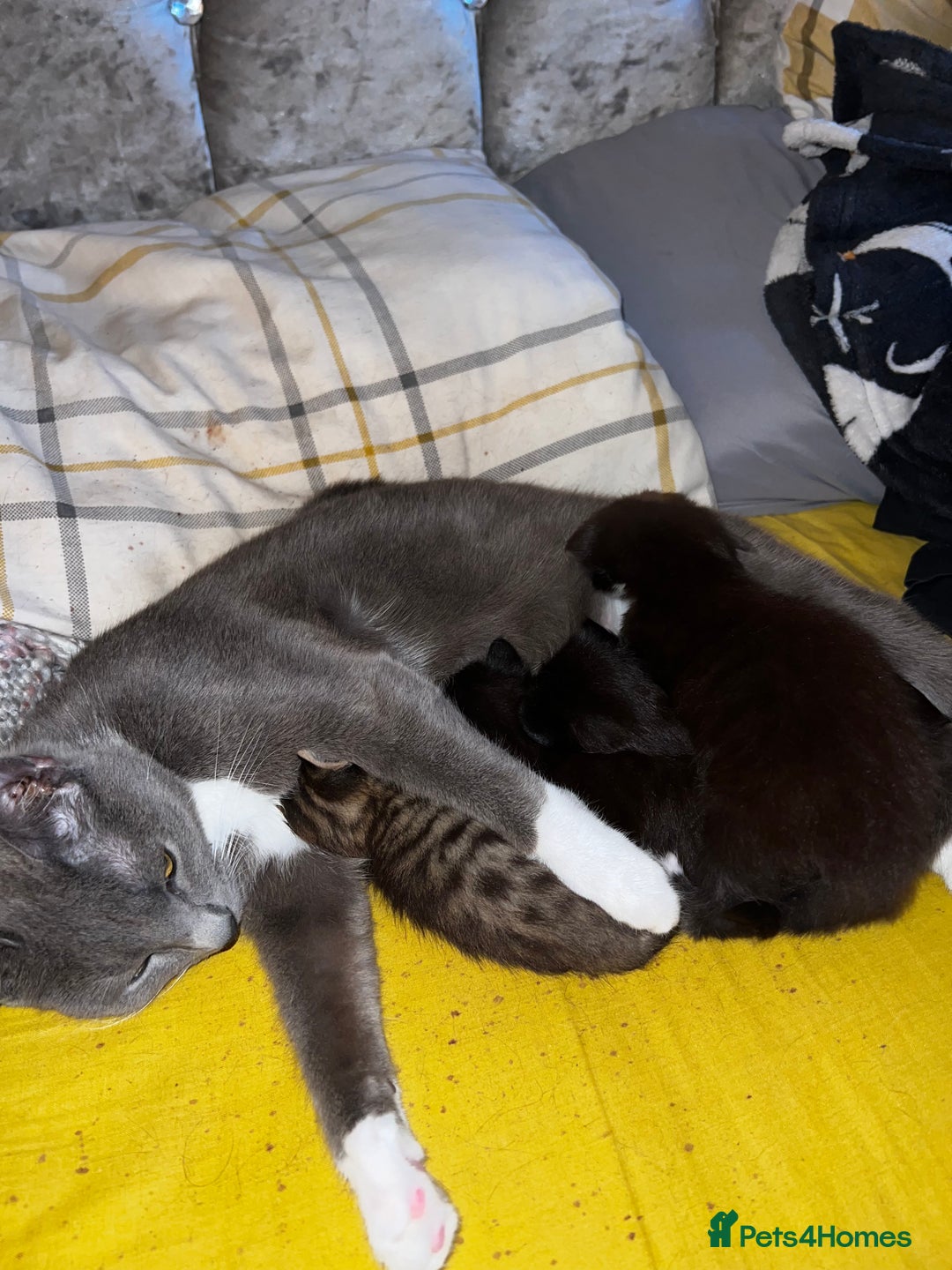 Mixed Breed cats for sale: 4 Russian Blue X Norwegian Forest mix kittens - Image 11