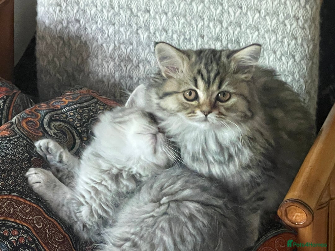 British Longhair cats for sale: Two beautiful longhaired tabby girls - Image 2