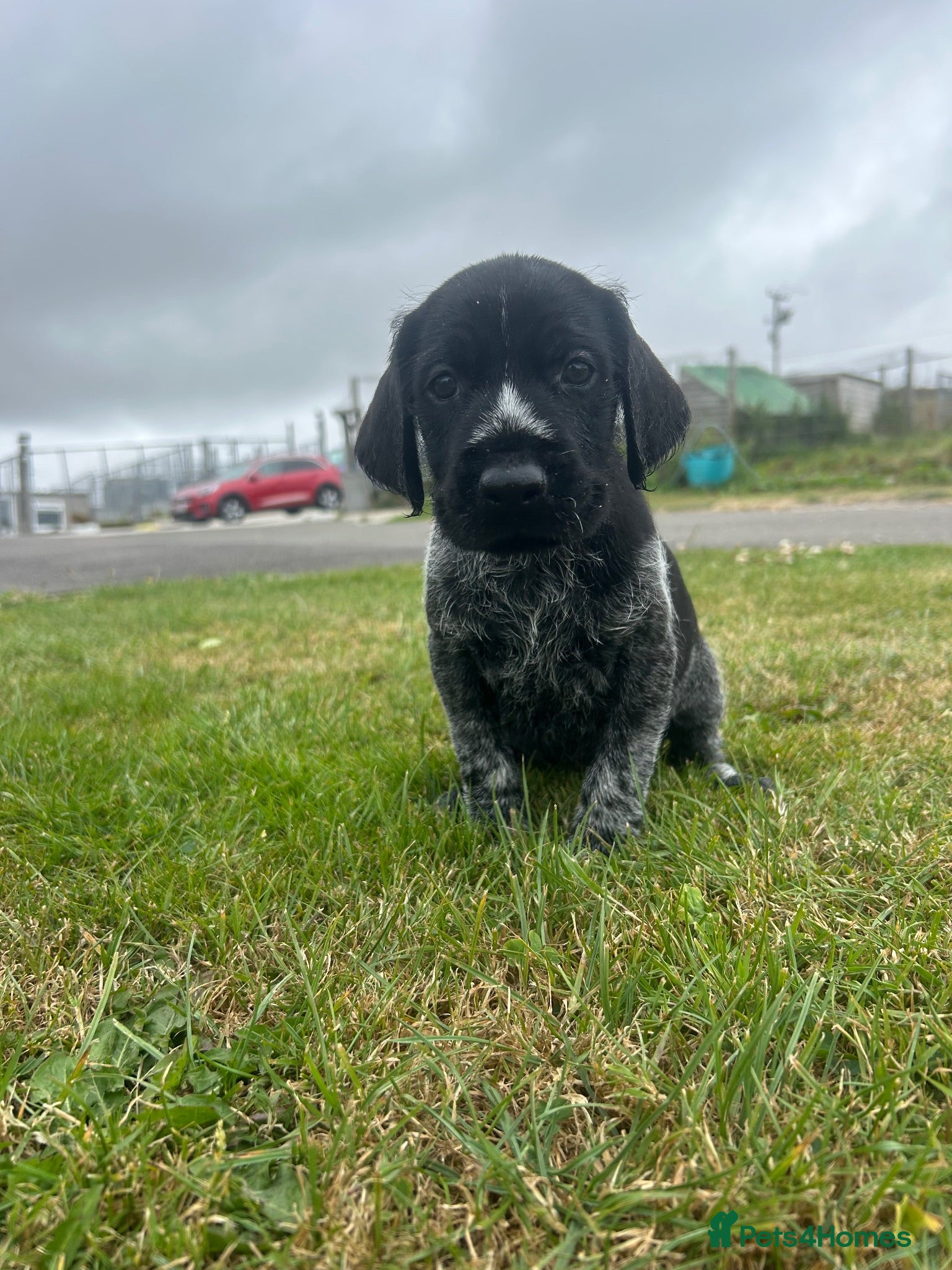 German Wirehaired Pointer dogs German wired haired pointer pups for sale  - Advert 2