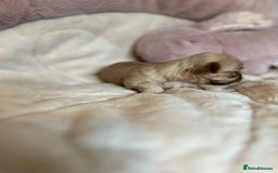 Shih Tzu dogs for sale: Beautiful shihtzu puppies - Image 20