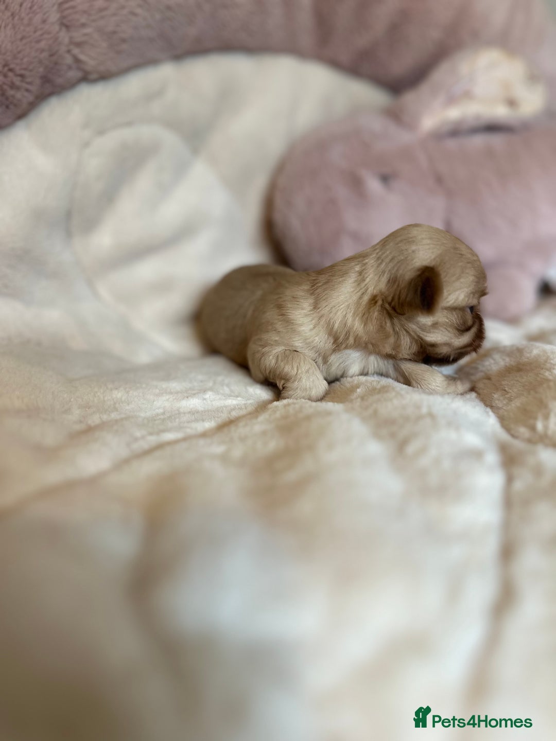 Shih Tzu dogs for sale: Beautiful shihtzu puppies - Image 20