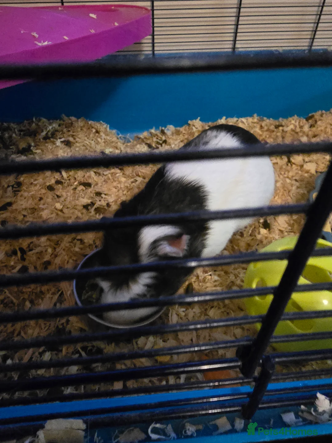 Guinea Pig rodents for sale: BOTH MALES DWARF RABBIT & TOO PIGS - Advert 4