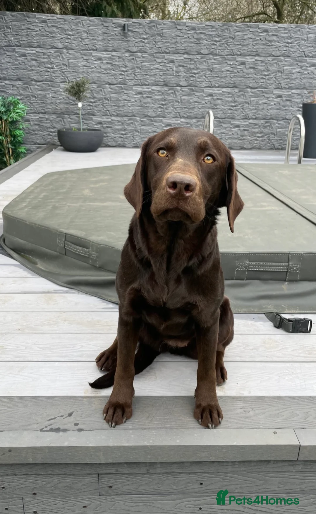 Labrador Retriever dogs for sale: Welcome Anjola, 9-month old Labrador, to your home - Advert 3