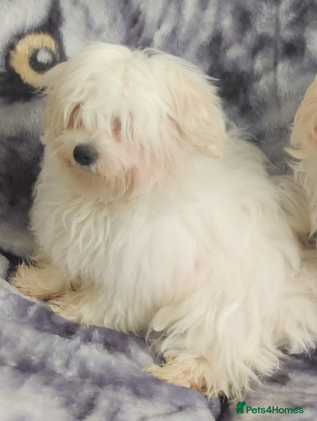Maltese dogs for sale: BEAUTIFUL MALTESE PUPPIES - FROM LONDON . - Advert 3