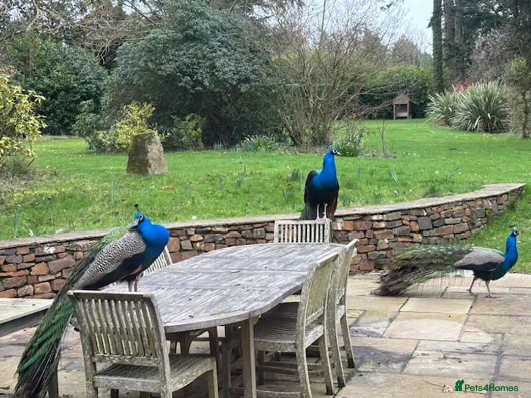 Peafowl poultry for sale: Peacocks in North Tawton - Advert 1