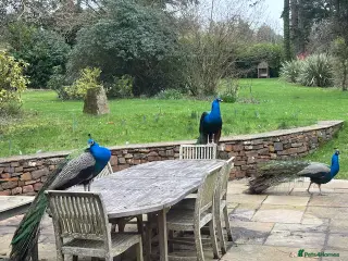 Peafowl poultry Peacocks in North Tawton - Advert 2