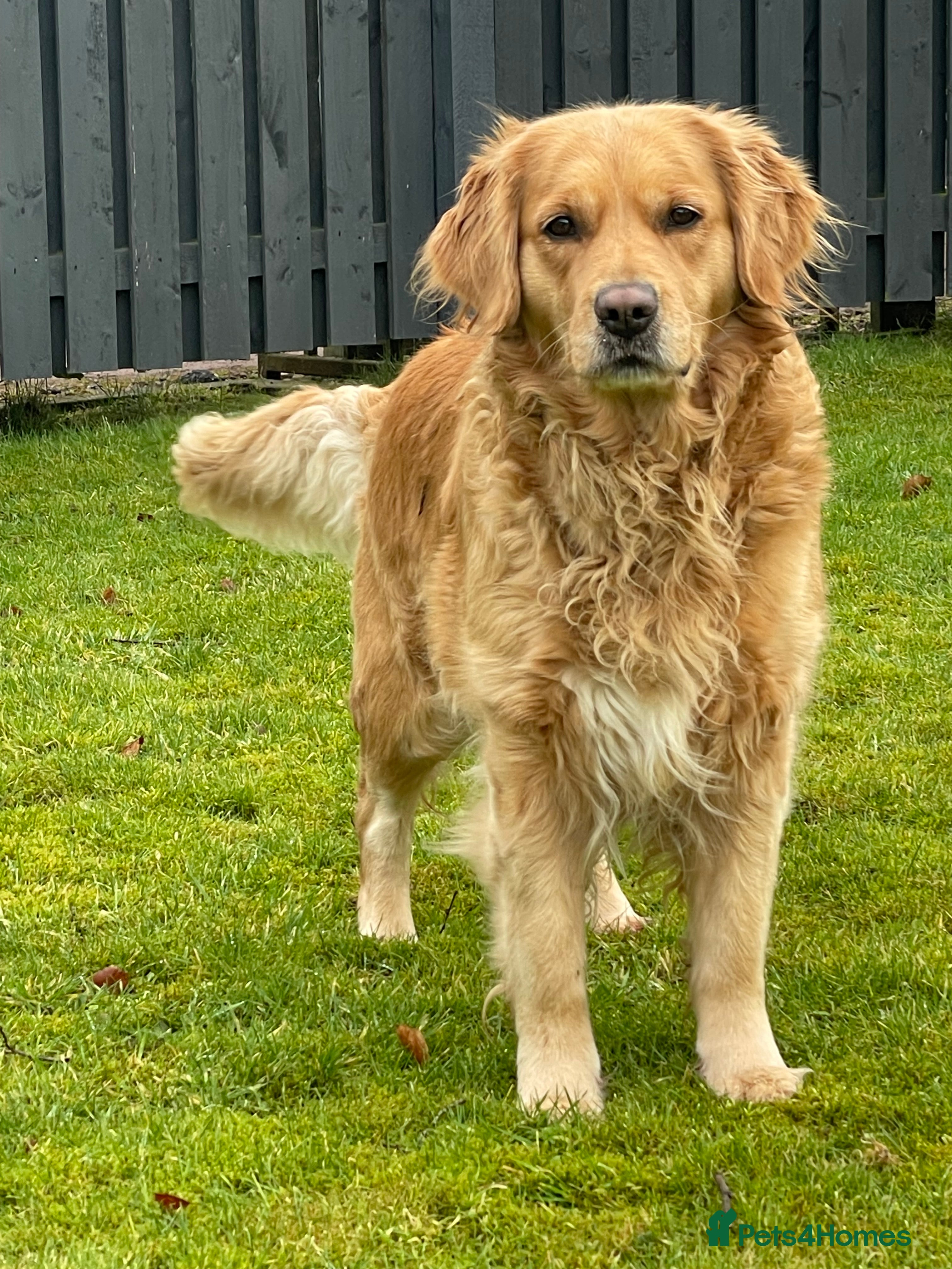 Golden Retriever dogs KC Golden Retrievers - Advert 13