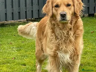 Golden Retriever dogs KC Golden Retrievers - Advert 13