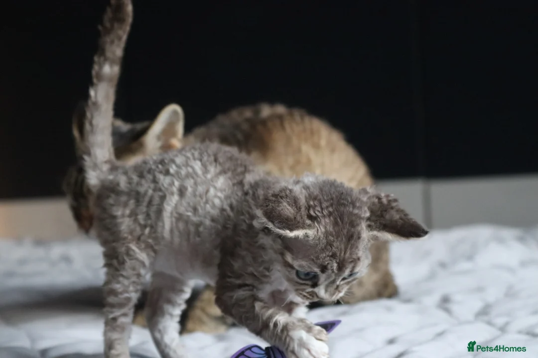 Devon Rex cats for sale: 🎉Beautiful, healthy and full pedigree Devon Rex🎉 - Advert 5