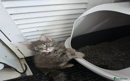 Maine Coon cats for sale: TICA REGISTERED STUNNING MAINE COON KITTENS  in Blackpool - Image 18