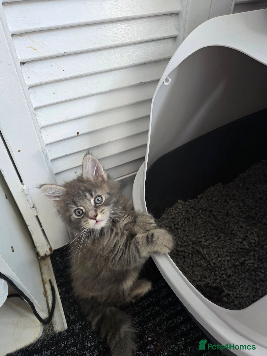 Maine Coon cats for sale: TICA REGISTERED STUNNING MAINE COON KITTENS  in Blackpool - Image 18