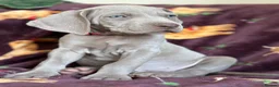 Weimaraner dogs for sale: 🐾Ready Now KC REG SILVER WEIMARANER PUPPIES 🐾 - Advert 18