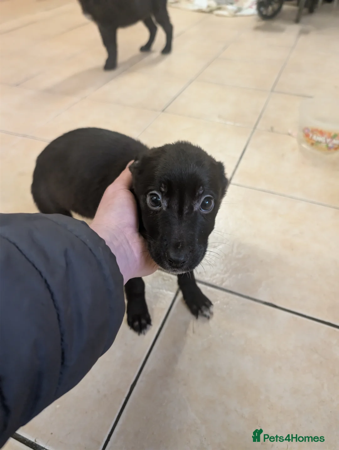 Mixed Breed dogs for sale: Cane corso x German shepherd pups  - Advert 20