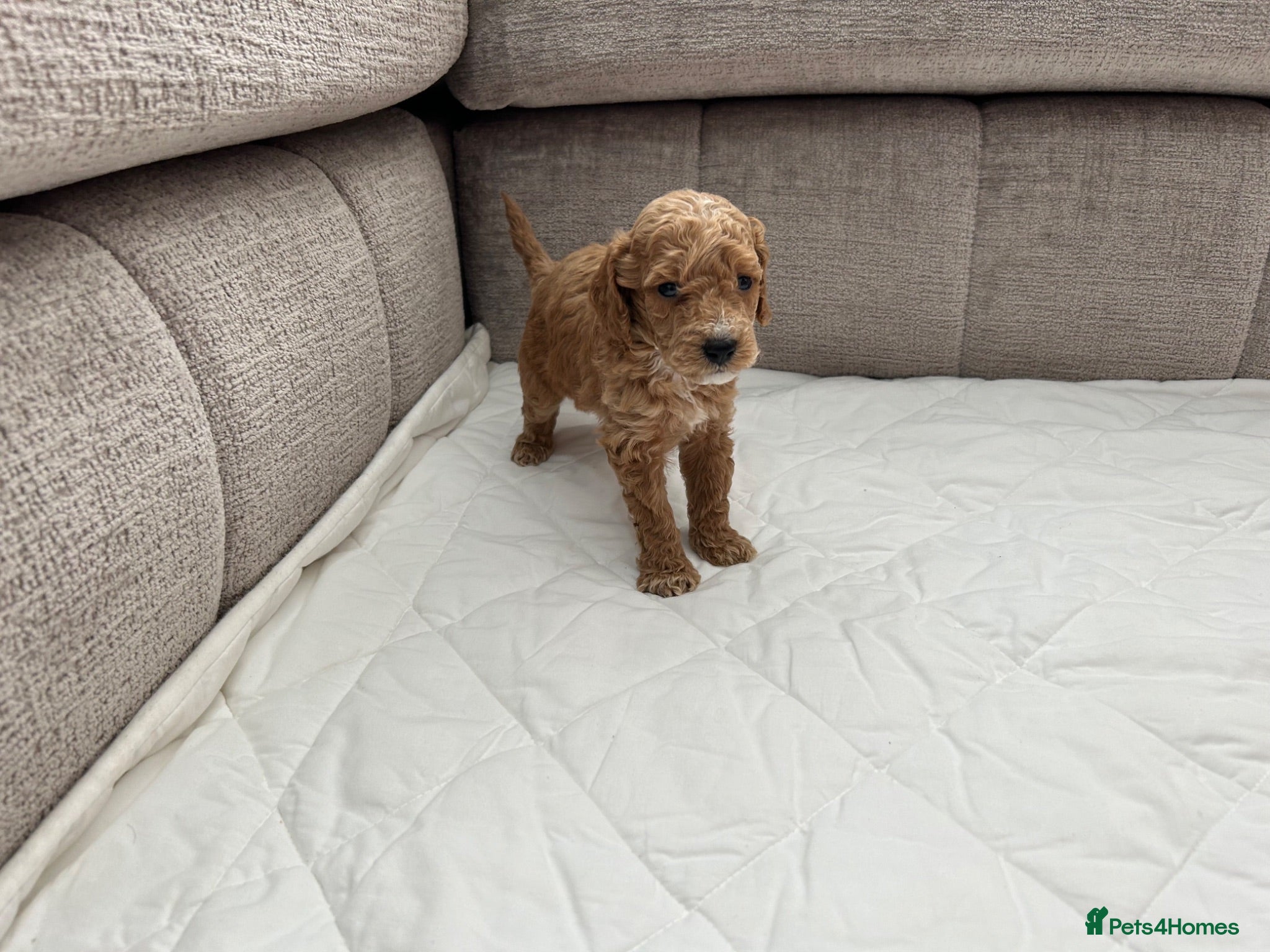 Mixed Breed dogs Poodles Pedigree -  Toy / Miniature  - Advert 2