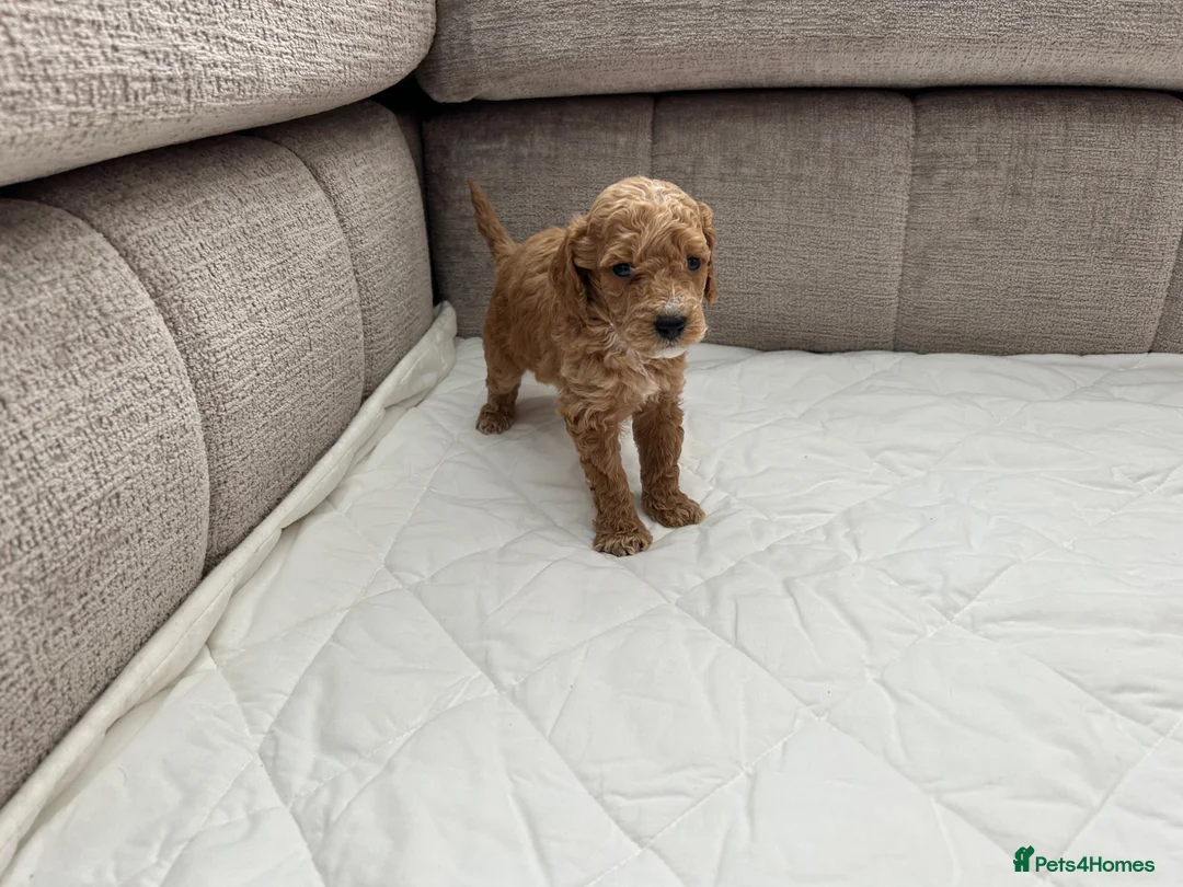 Mixed Breed dogs for sale: Poodles Pedigree -  Toy / Miniature  - Advert 2