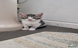 Mixed Breed cats for sale: Beautiful Kittens. Males and females - Image 2