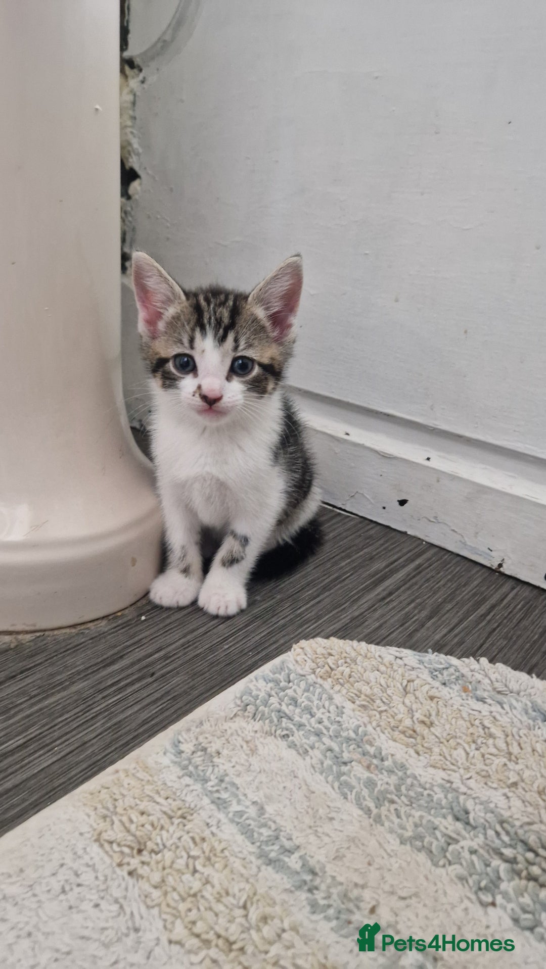 Mixed Breed cats for sale: Beautiful Kittens. Males and females - Image 2