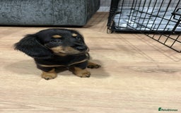 Miniature Dachshund dogs for sale: last female Long hair miniature dachshunds 🐾  - Image 3