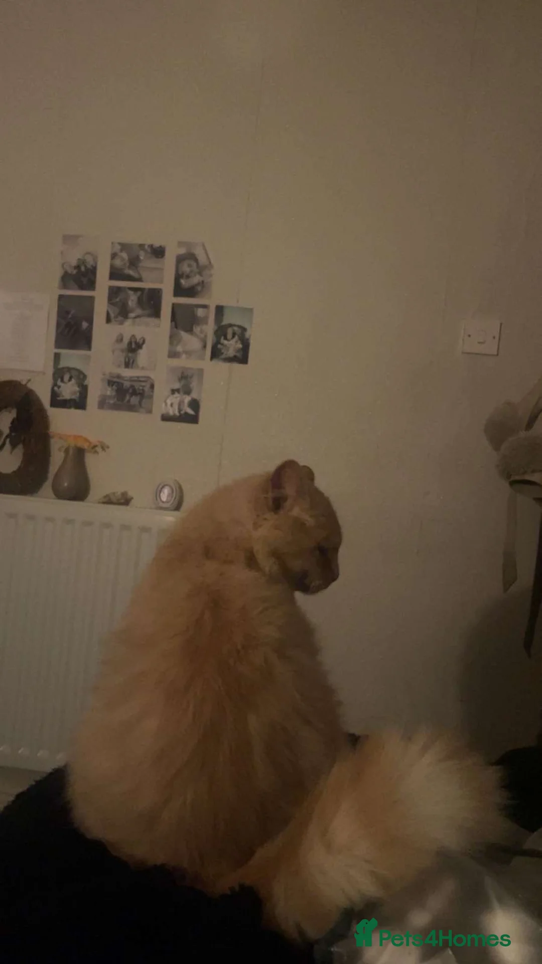 Mixed Breed cats for sale: half maine coon kittens🩵 - Advert 2