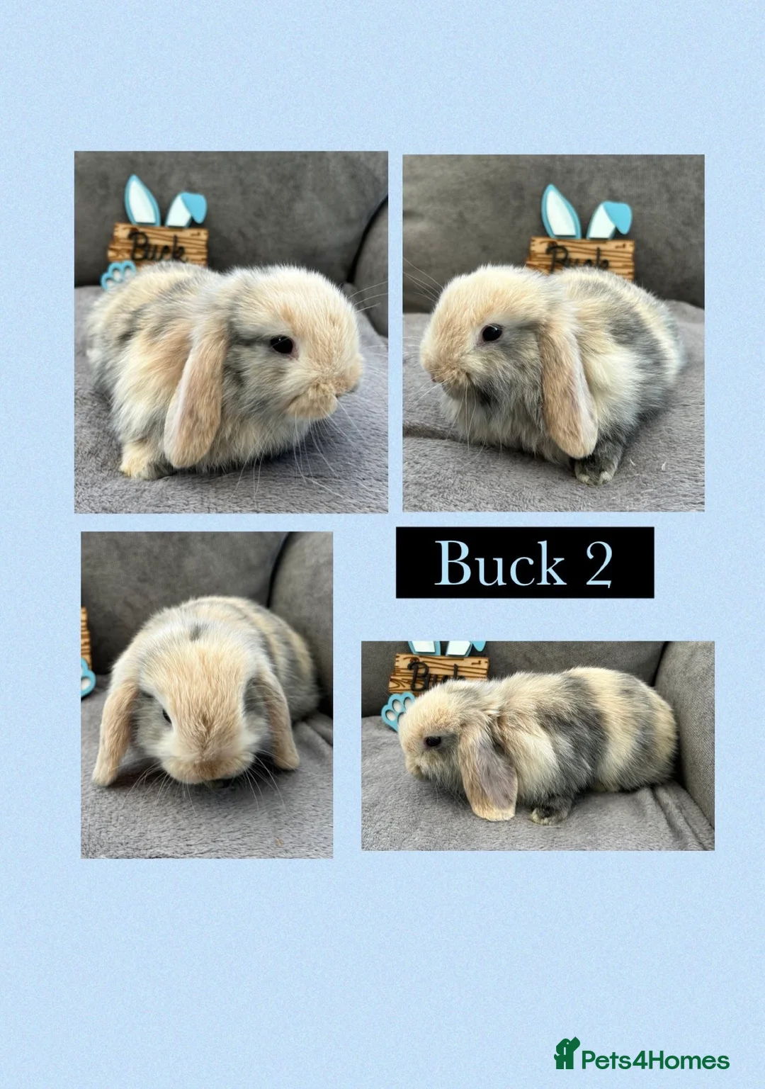 Mini Lop rabbits for sale: Pure Bred Mini Lops - Advert 5