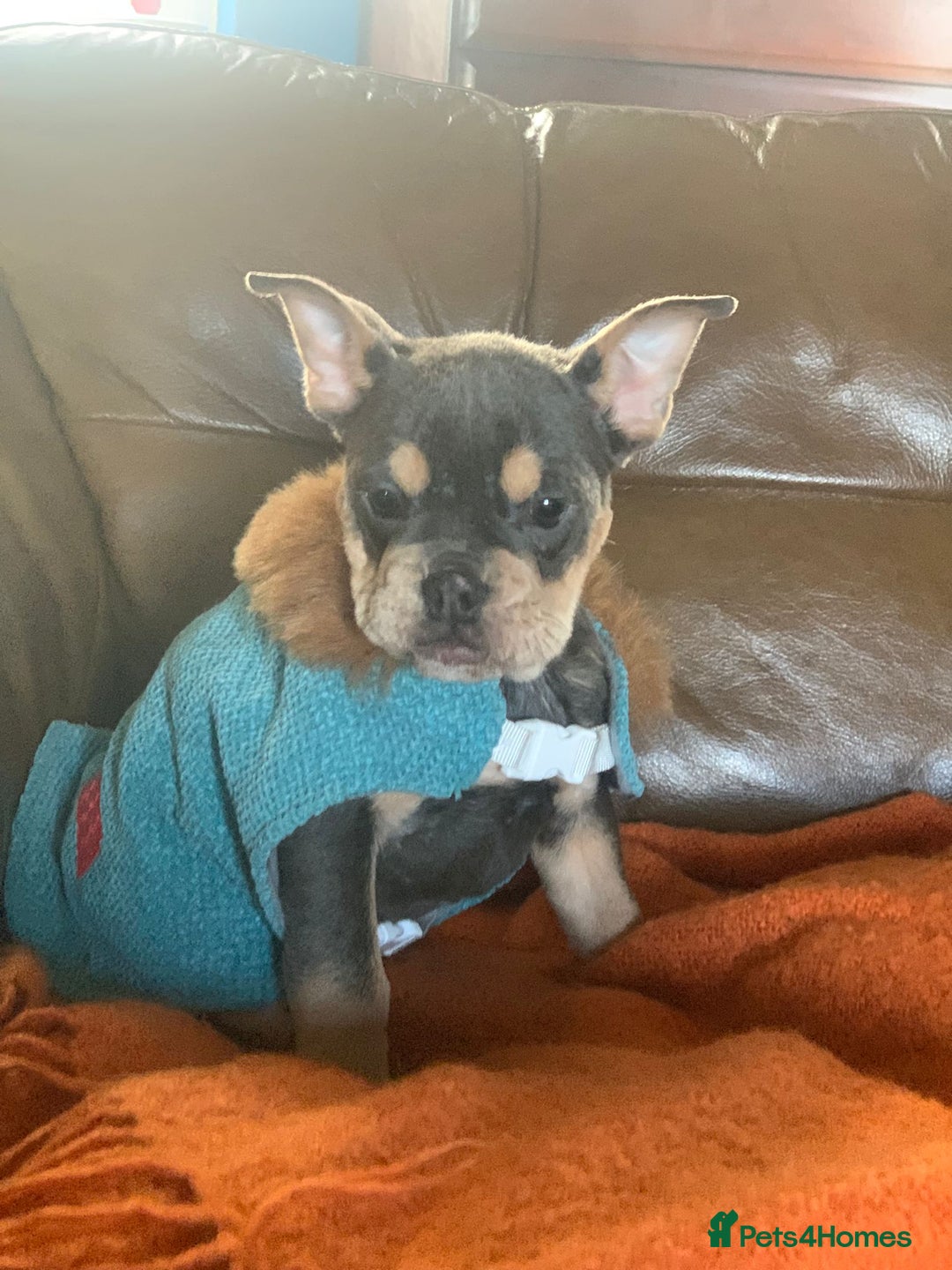 Mixed Breed dogs for sale: REDUCED GIRL!! French/English Bulldog Babies - Advert 11