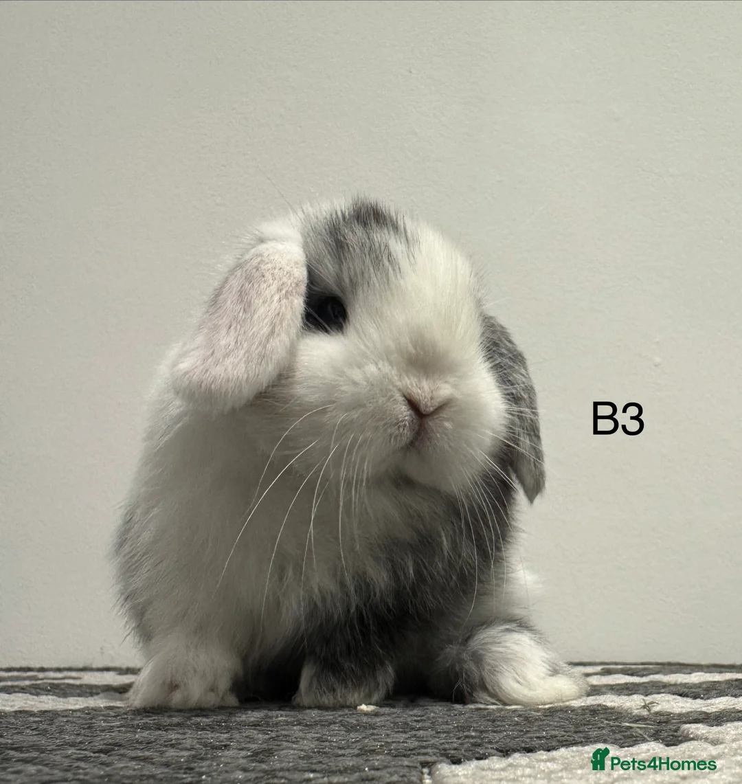 Mini Lop rabbits for sale: ⭐️mini lops nearly ready to go ⭐️ - Advert 1