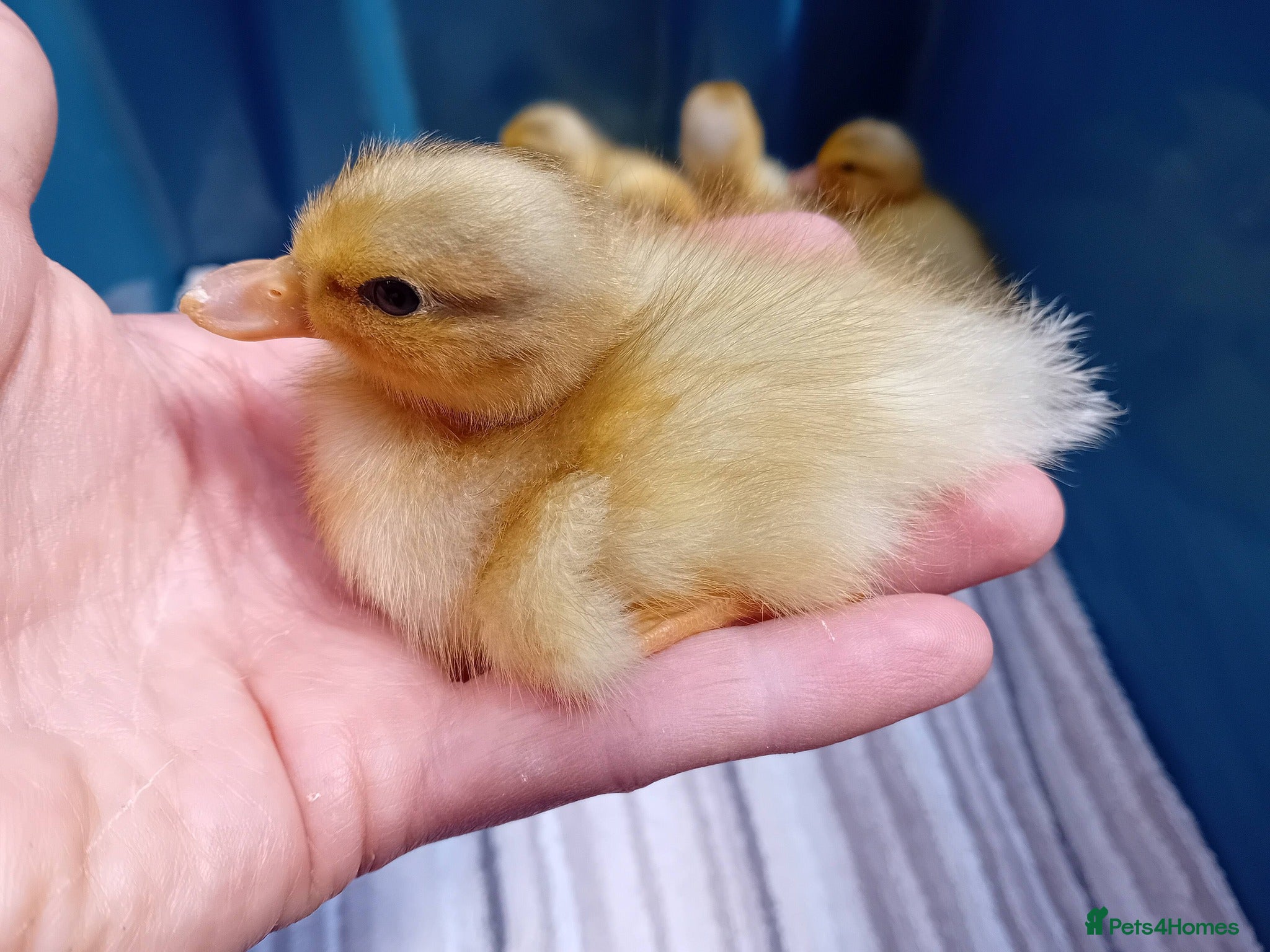Ducks poultry for sale: Miniature Apricot Call Ducklings Available - Advert 4