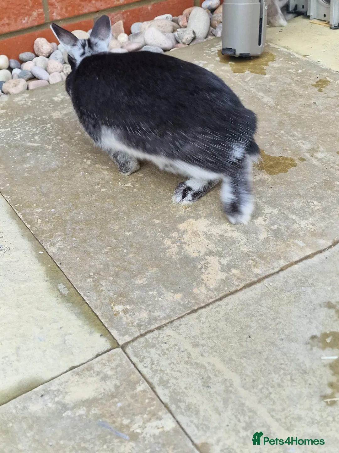 Netherland Dwarf rabbits for sale: 2 female Netherlands dwarf rabbits with hutch - Advert 12