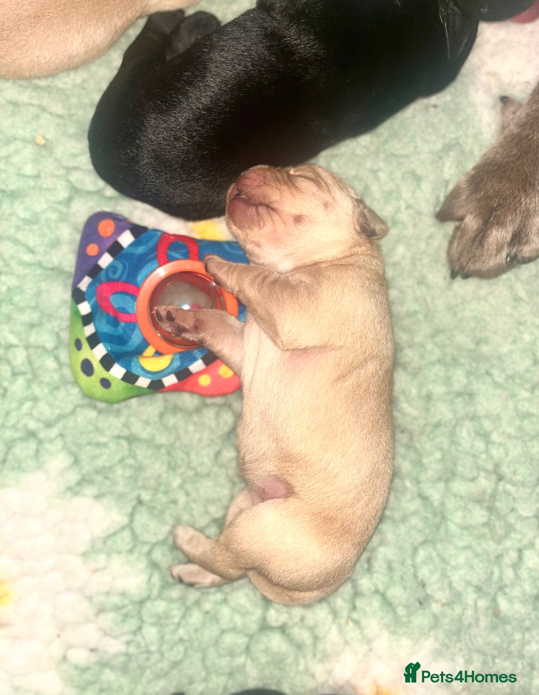 Labrador Retriever dogs for sale: 🐾 Ready 13th Oct. KC vet approved only 3 left 💕 - Image 25
