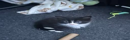 Mixed Breed cats for sale: Beautiful kittens in Weston-super-Mare - Advert 3