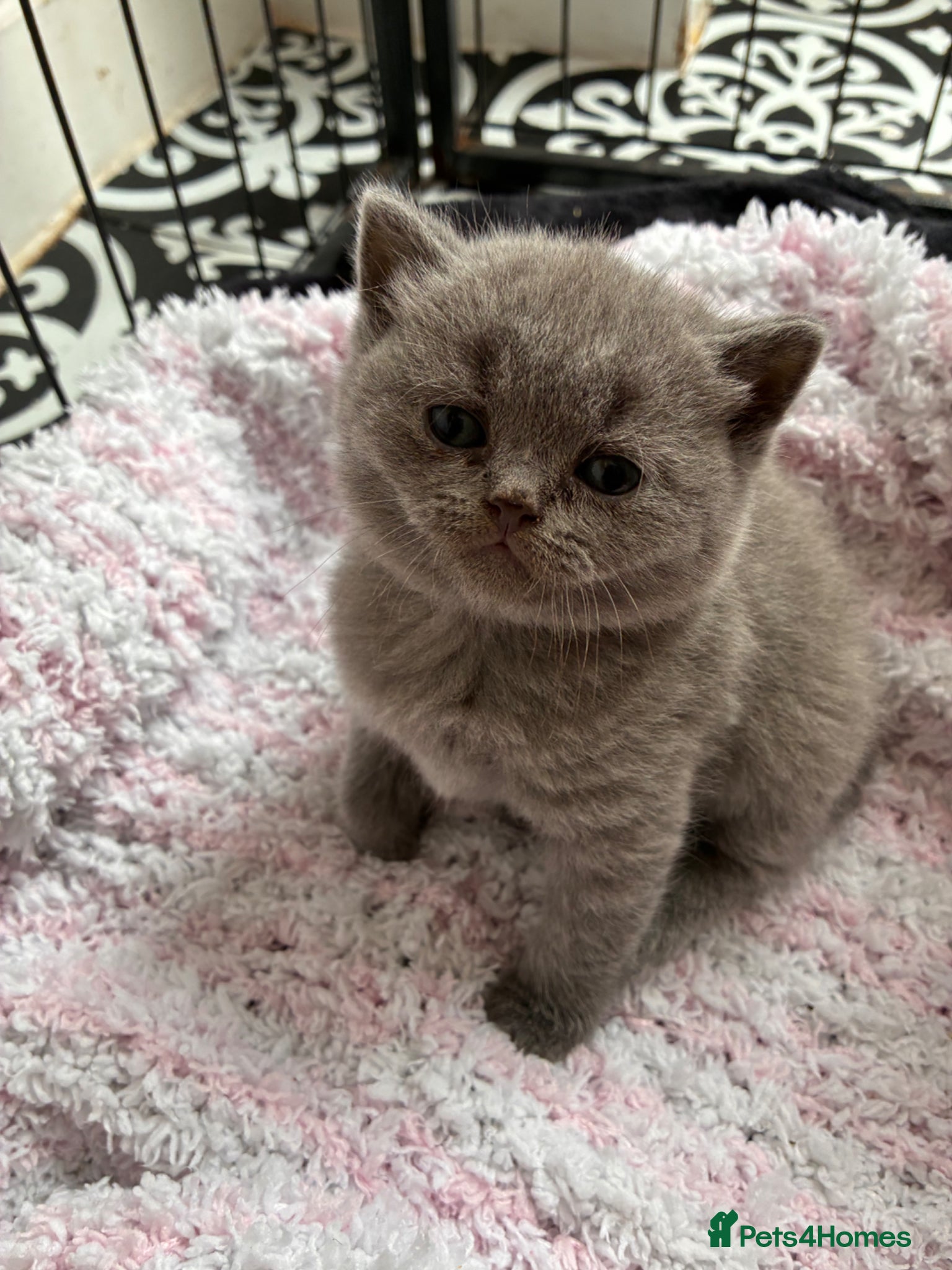 British Shorthair cats British shorthair kittens blue & lilic - Advert 6