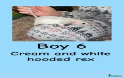 Rat rodents for sale: Beautiful baby rats looking for forever homes! - Advert 21