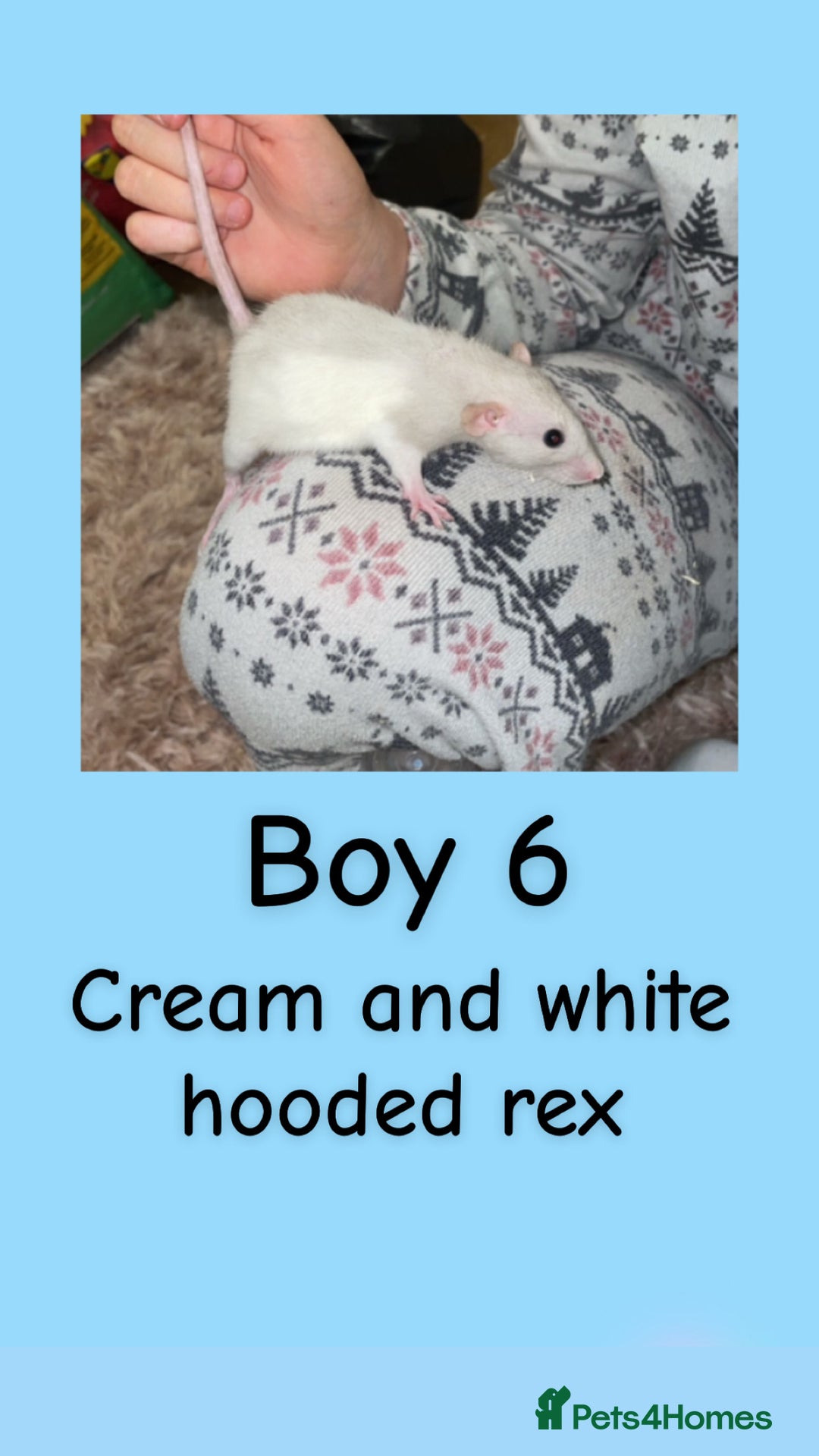 Rat rodents for sale: Beautiful baby rats looking for forever homes! - Advert 21