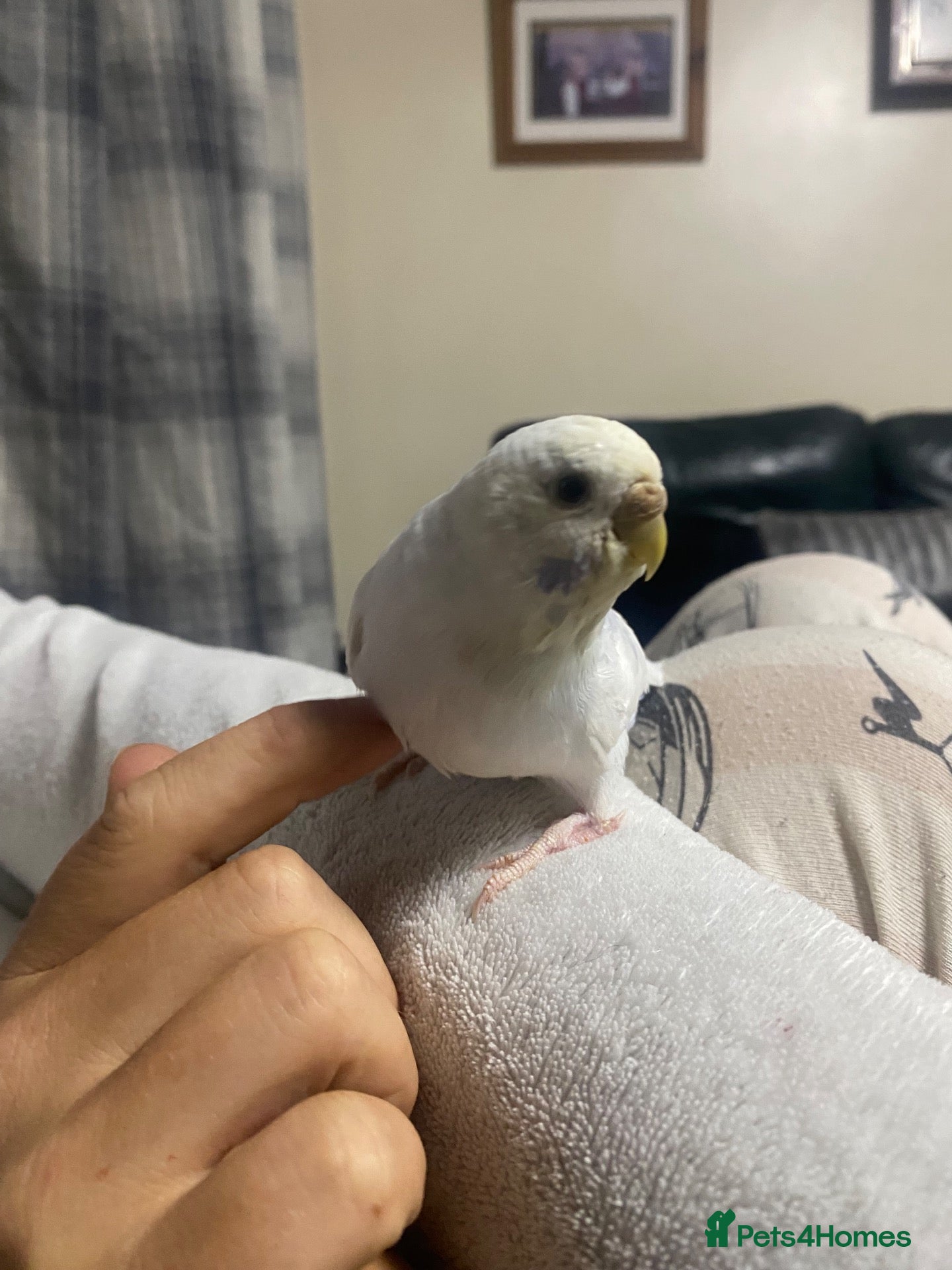 Budgerigars birds Young budgies for sale - Advert 1