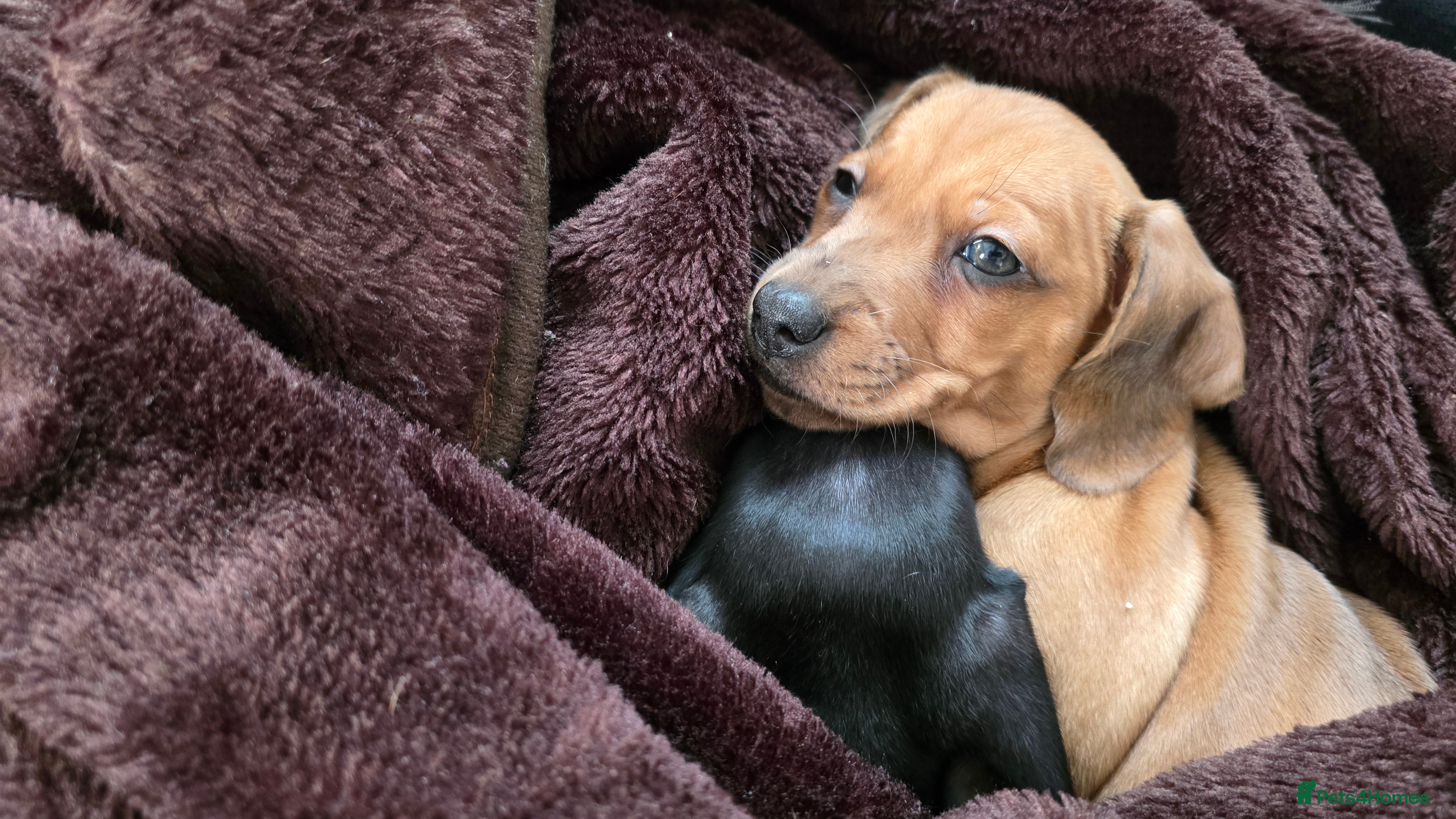 Miniature Dachshund dogs Ready for her forever home- Dachshund Girl - Advert 14