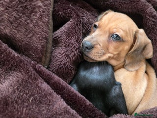 Miniature Dachshund dogs Ready for her forever home- Dachshund Girl - Advert 7