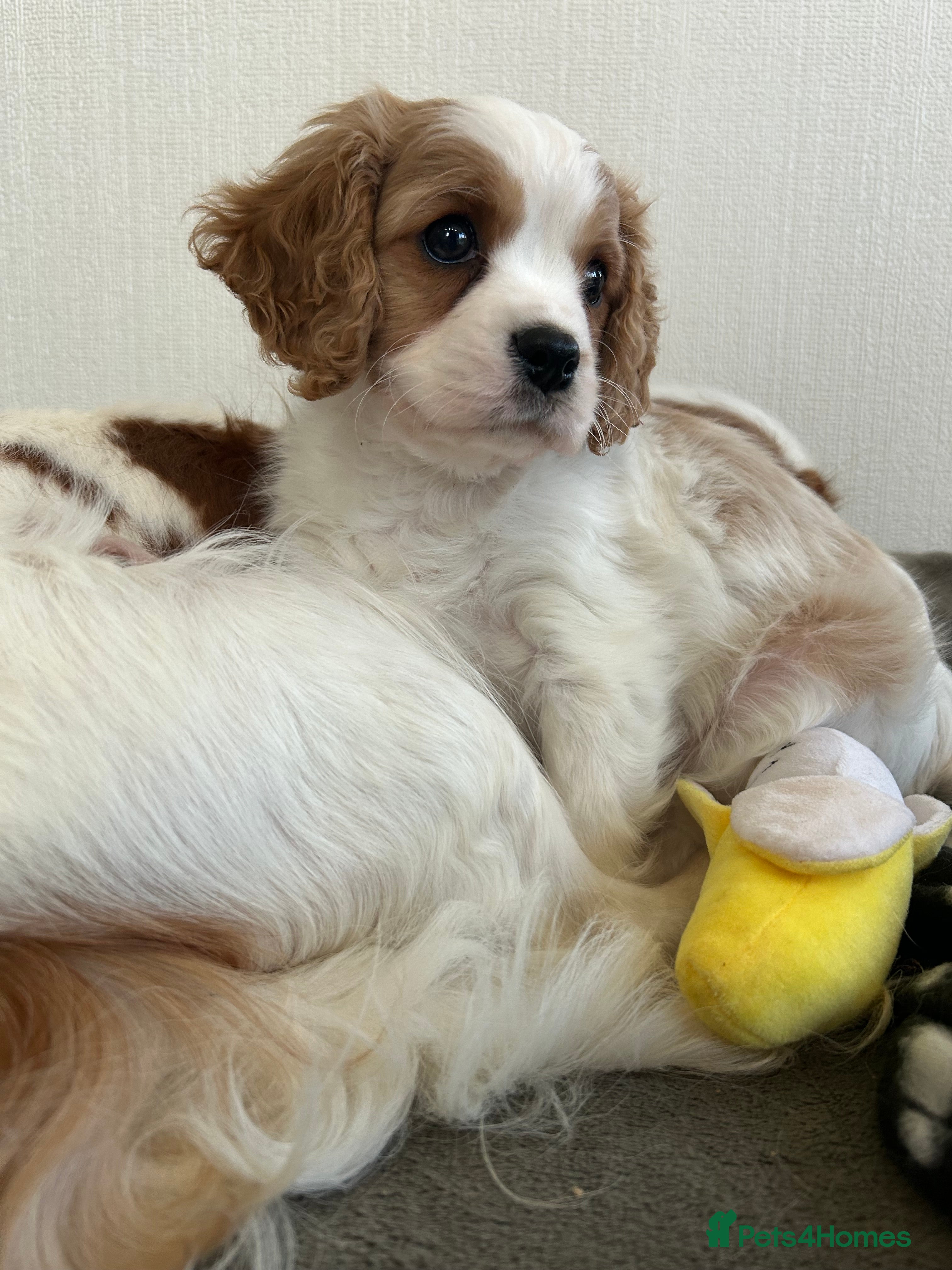 Cavalier King Charles Spaniel dogs Quality cavalier King Charles spaniel  - Advert 6