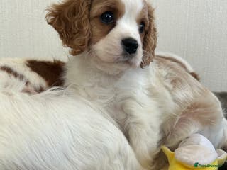Cavalier King Charles Spaniel dogs Quality cavalier King Charles spaniel - Advert 6