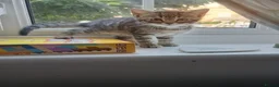 Mixed Breed cats for sale: Cuddly Tabby almost ready to leave - Advert 4