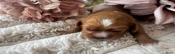 Cavalier King Charles Spaniel dogs for sale: Health tested cavalier King Charles spaniel pups - Advert 12