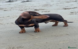 Dachshund dogs for stud: Stud Available — “Rolo” the Chocolate Dachshund  - Image 8