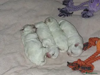 Maltese dogs Mini maltese puppy - Advert 2