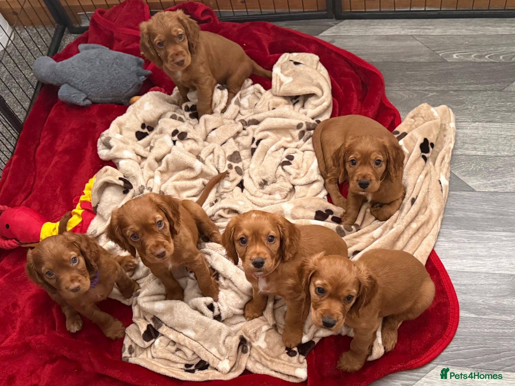 Cocker Spaniel dogs 💙 Boy Red KC Working Cocker Spaniel 💙 - Advert 2