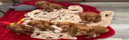 Cocker Spaniel dogs for sale: 💙 Boy Red KC Working Cocker Spaniel 💙 - Advert 2