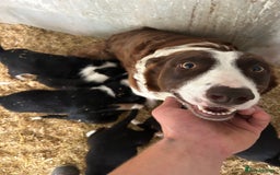 Border Collie dogs for sale: Gorgeous Border Collie Puppies  - Image 40